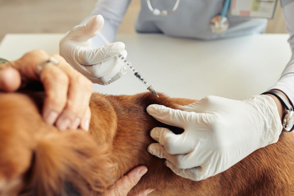 Evento de vacunación contra la rabia para gatos y perros en Englewood