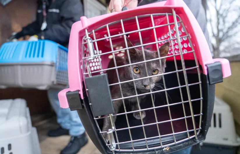 Rescate de gatos en Paterson